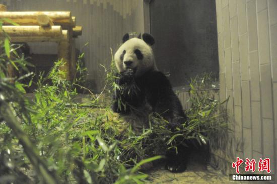 2011年2月22日，日本東京，雌性大熊貓“仙女”（“真真”）在上野動(dòng)物園內(nèi)。
