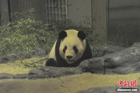 2011年2月22日，日本東京，雄性大熊貓“比力”（“力力”）在上野動(dòng)物園內(nèi)。