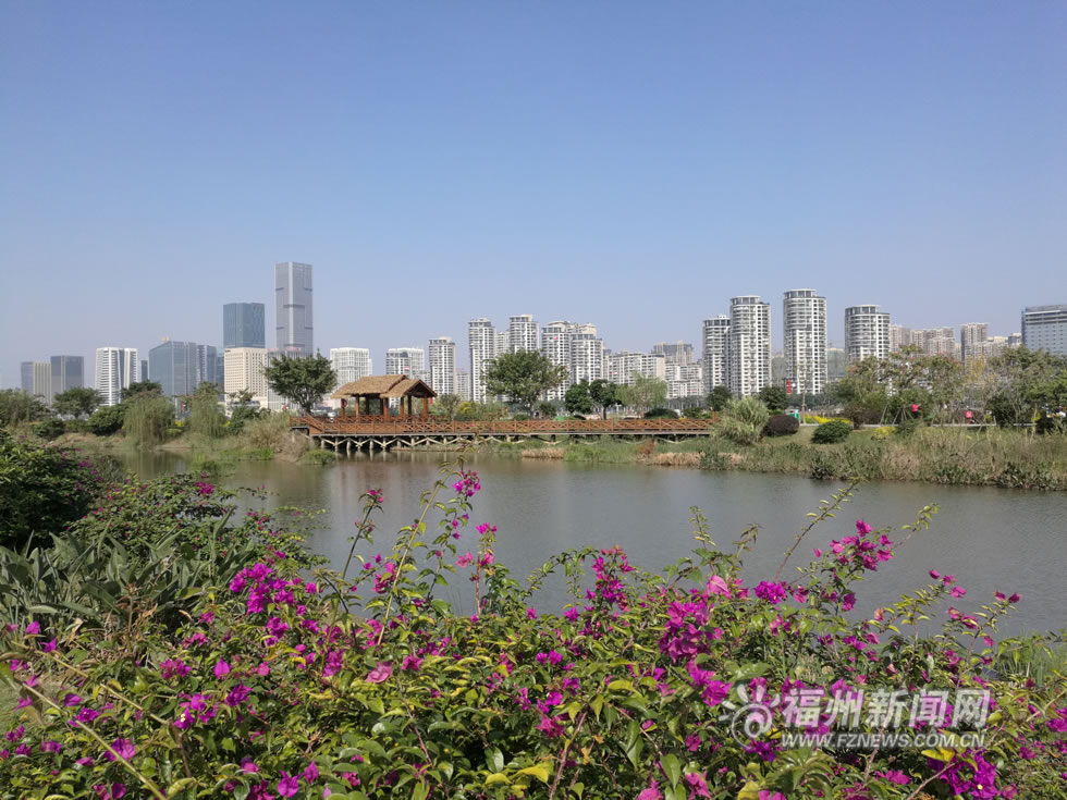 “福州藍”下，福州公園成金色花海
